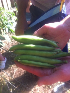 Broad beans for supper