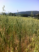 Oats on the way to May Hill