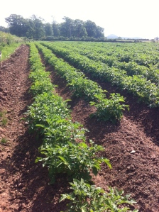 Potatoes on the way up May Hill