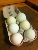 Duck eggs from Aston Crews