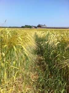 Barley at Bovone