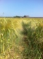 Barley at Bovone