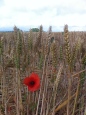 Wheat and poppies at Gayton Farm