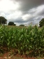 My how you've grown, maize