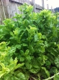 Flowering lettuce