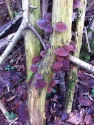 Fungi in Athelstan's Wood