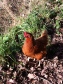 Hen at Cobrey